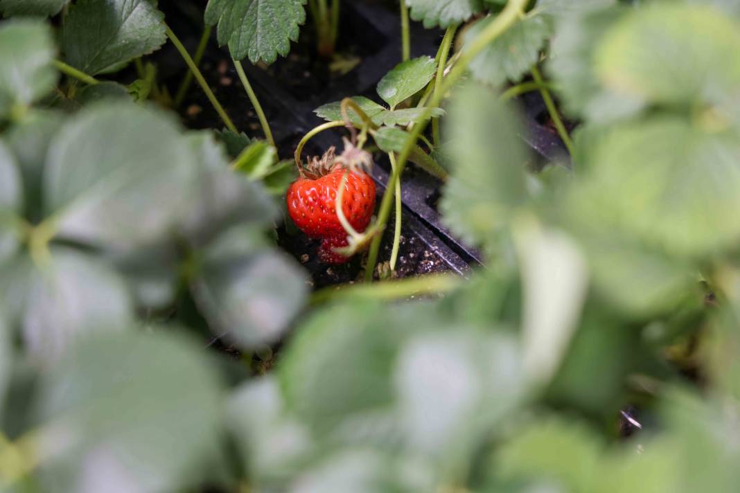 Konya’nın fidesini Meram yetiştiriyor! Satışlar başladı 8